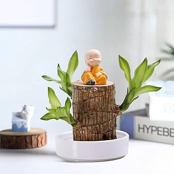 Brazilian Lucky Wood - Naturemart.in