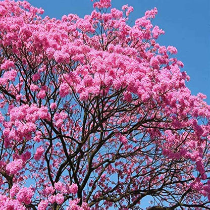 Tabebuia Rosea (Rosy Trumpet Tree)