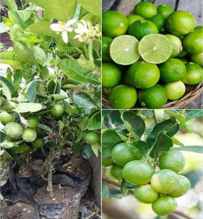 Seedless Lemon Fruit  Plant-Grafted - Naturemart.in