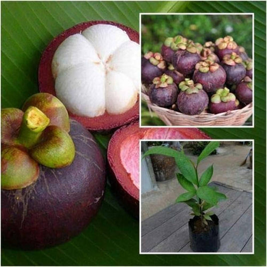 Hybrid Mangosteen Exotic  fruit plant - Naturemart.in