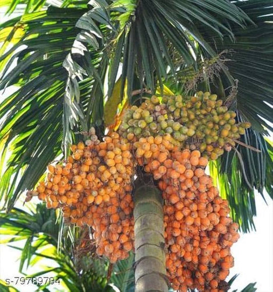 Supari Plant | Betel Nut Fruit Plant. - Naturemart.in