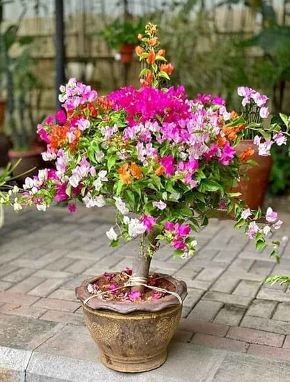 Multigrafted Bougainvillea Plant for Gardening