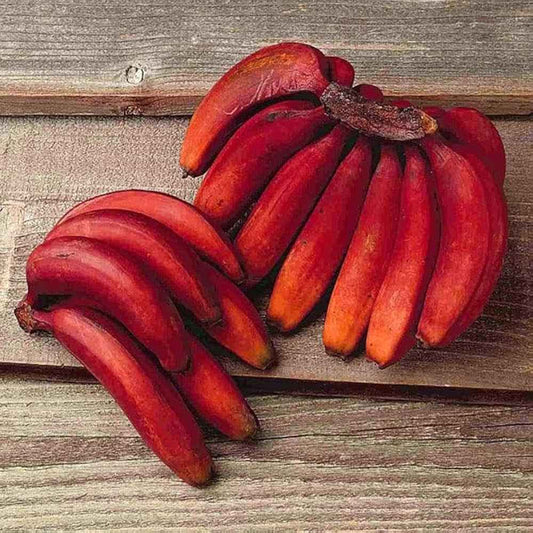 Sweet Red Banana Fruit Plant - Naturemart.in