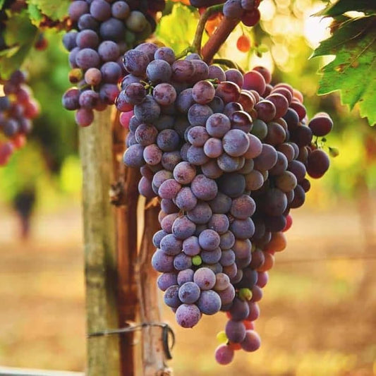 Grape Fruit Plant | Angoor Vine - Naturemart.in