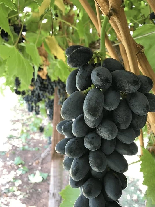 Exotic Black Grapes Fruit Plants - Naturemart.in