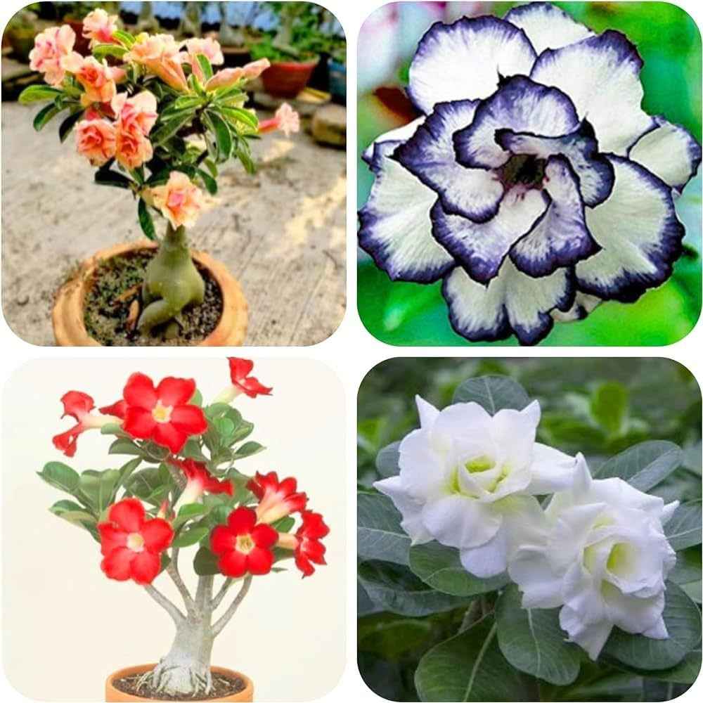 Pack Of 4  different colour adenium Adenium Flower Plant