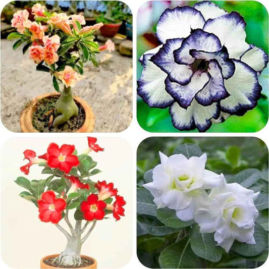 Pack Of 4  different colour adenium Adenium Flower Plant