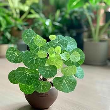 Stephania Rotunda Caudiformous Vine 900 Gm / Amazing medicinal Insta fame Plant - Naturemart.in