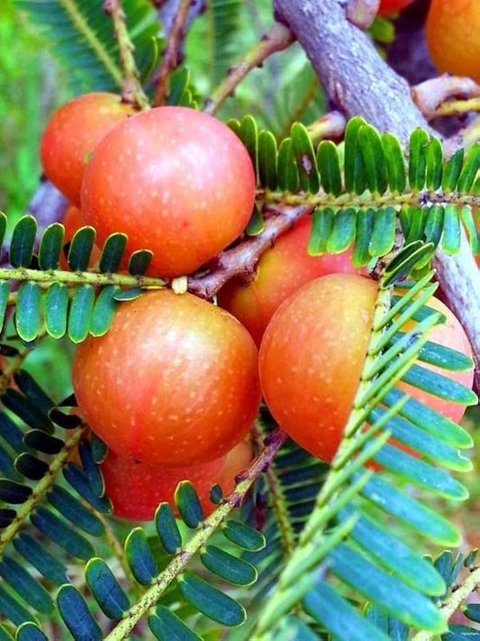 RED AMLA( Grafted )FRUIT PLANT - Naturemart.in