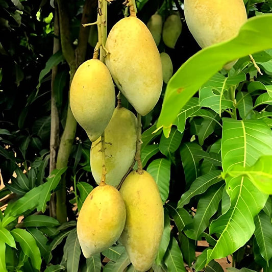 Chowsa Mango Fruit Plant (Grafted) - Naturemart.in