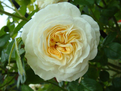 Climbing Rose Flower Plants (White) - Naturemart.in