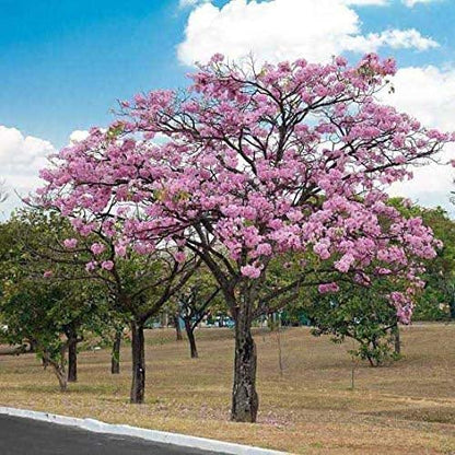 Jacaranda ( pink) Flowers Plants For Home Garden - Naturemart.in