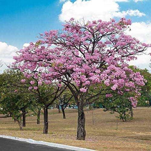 Jacaranda ( pink) Flowers Plants For Home Garden - Naturemart.in