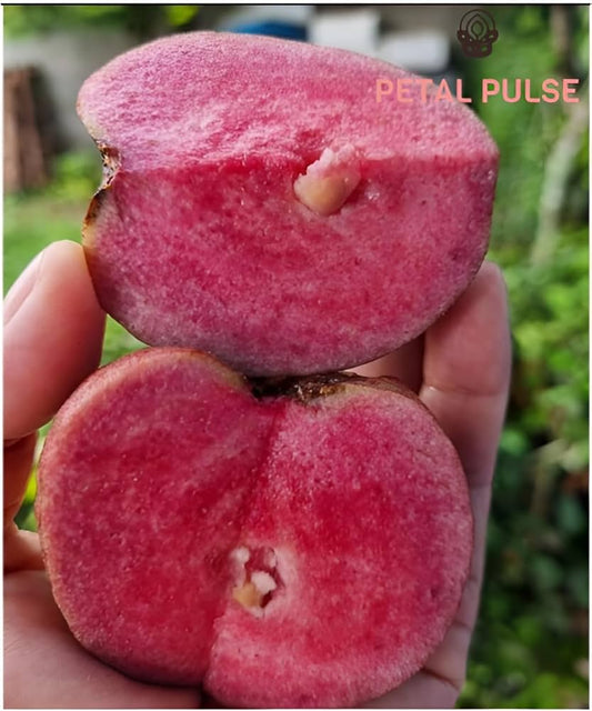 Black Diamond Guava Fruit Plant - Naturemart.in