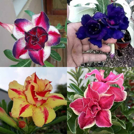Pack Of 4  different colour adenium Adenium Flower Plant