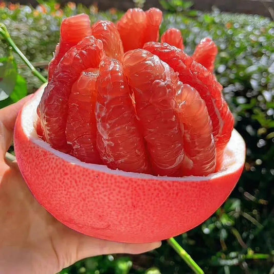 Pomelo Orange Plant (Red Colour) - Naturemart.in