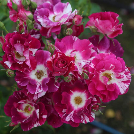Climbing Rose Flower Plants(Purple And White) - Naturemart.in