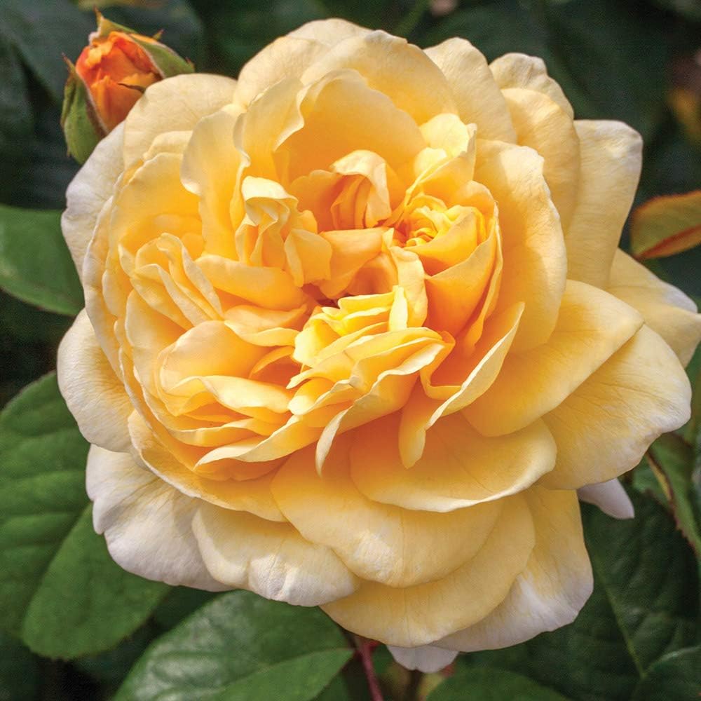 Hybrid Yellow Rose Flower  Plant - Naturemart.in