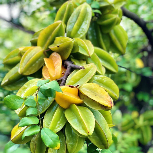 All Time Star-Fruit Grafted Plant - Naturemart.in