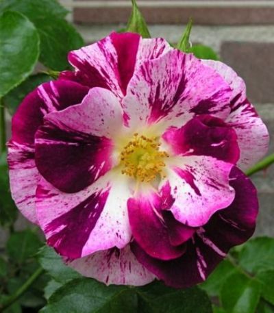 Climbing Rose Flower Plants(Purple And White) - Naturemart.in