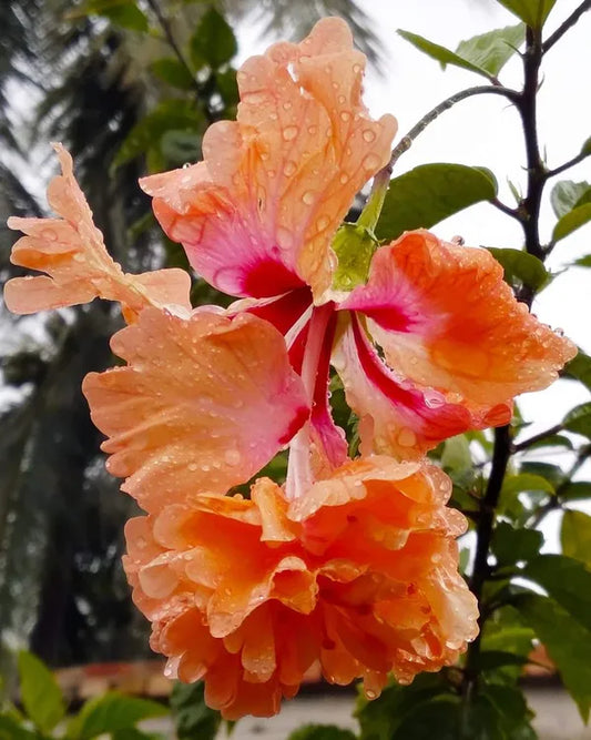 Orange Bitkel Hibiscus - Naturemart.in
