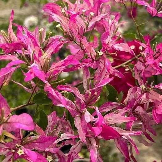 Sexy Ice Bougainvillea flower plant