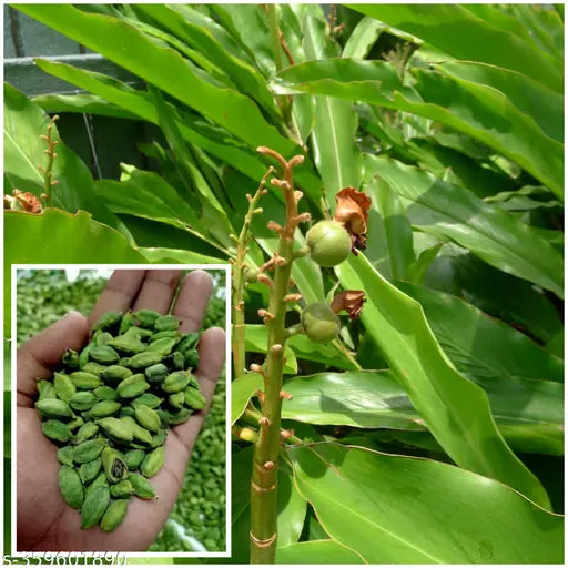 Indian Elaichi Plant For Gardening(Cardamom) - Naturemart.in