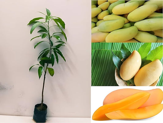Hybrid Three Test Mango Fruit  Plant - Naturemart.in