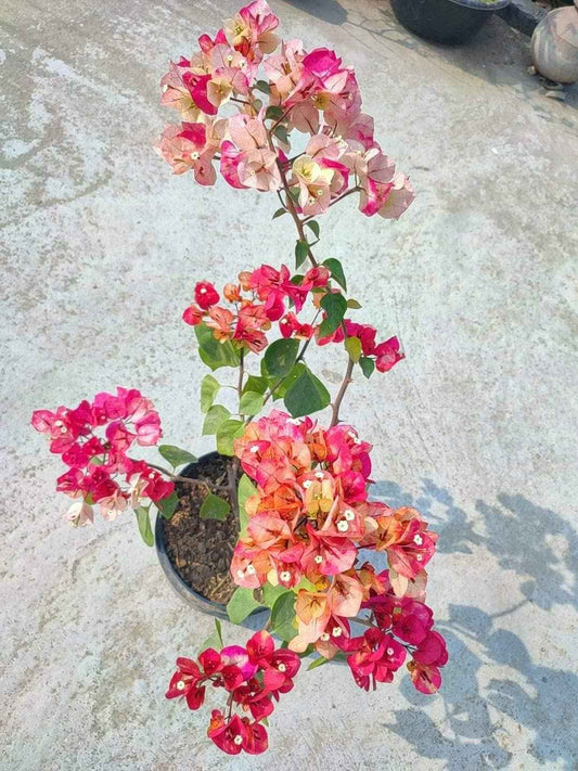 Thai Varity Bougainvallea Flowers Plants