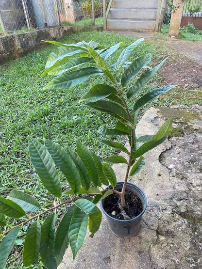 Red Ramphal | Wild Sweetsop Fruit Plant - Naturemart.in