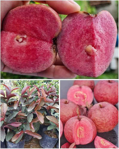 Thai Red Malaysian Guava Fruit Plant For Gardening