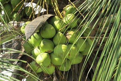 Chandra kalpa Coconut Fruit  Tree - Naturemart.in