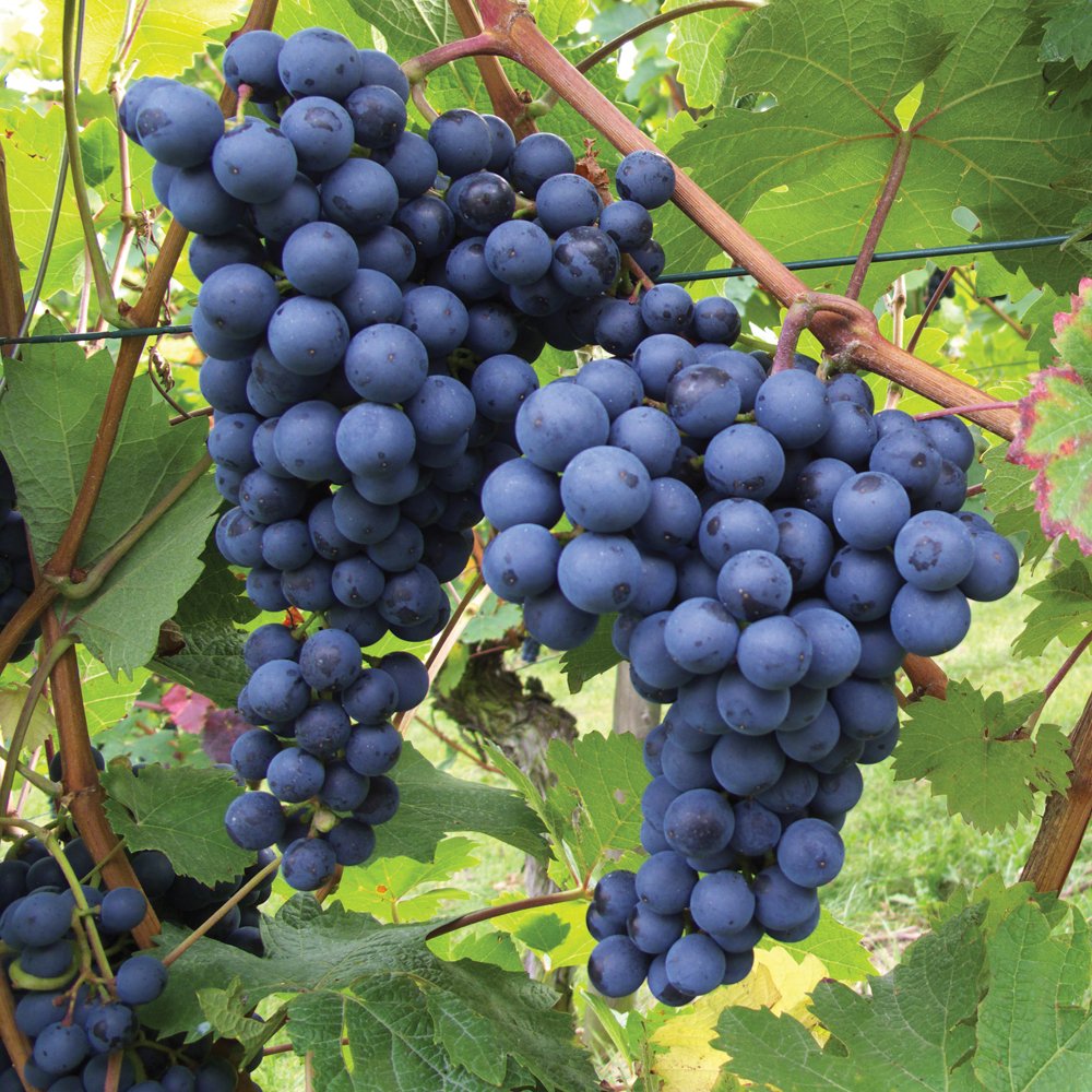 Exotic Black Grapes Fruit Plants - Naturemart.in