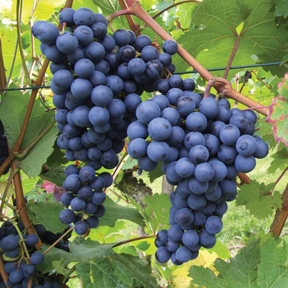 Exotic Black Grapes Fruit Plants - Naturemart.in