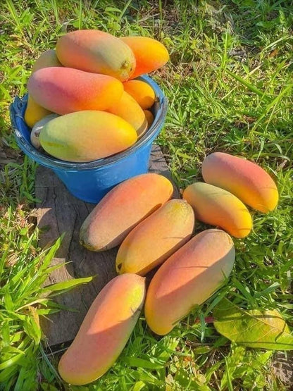 Red Banana Mango Fruit Plant - Naturemart.in