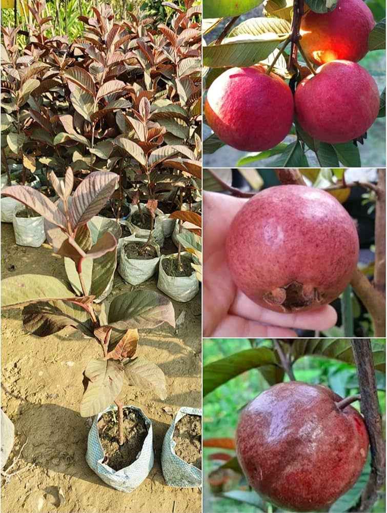 Thai Red Malaysian Guava Fruit Plant For Gardening