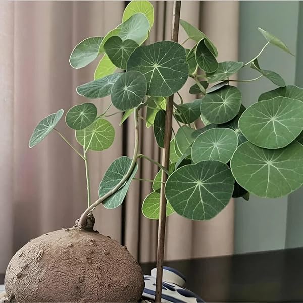 Stephania Rotunda Caudiformous Vine 900 Gm / Amazing medicinal Insta fame Plant - Naturemart.in