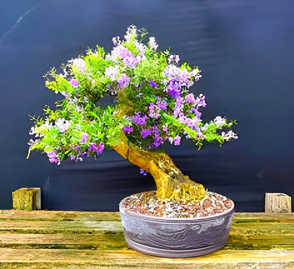 Pink Bluebell Bonsai plant - Naturemart.in