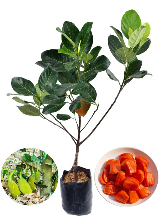 All Time Red Jack-Fruit Grafting Plants - Naturemart.in