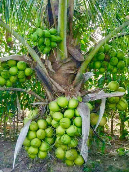 Thai Pink Coconut Fruit Plant