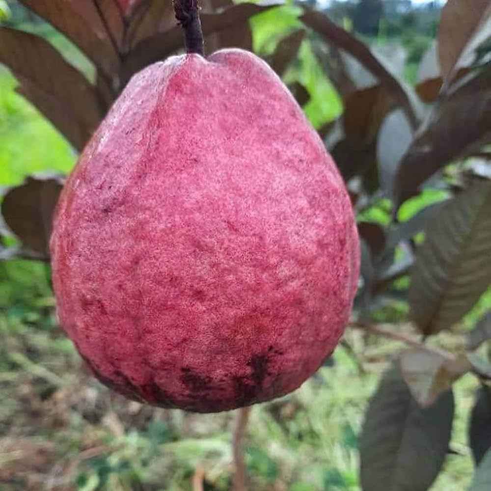 Thai Red Malaysian Guava Fruit Plant For Gardening