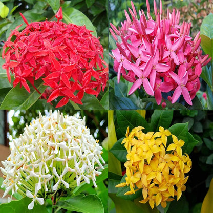 Multicolor Ixora Plant (Pack Of 1) In 4 Colour Ixora Plant (Multicolour) - Naturemart.in