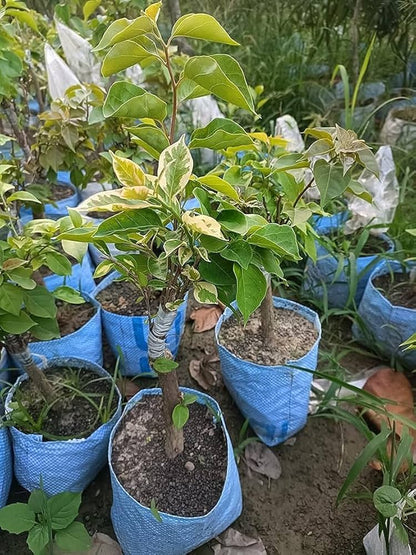 Multigrafted Bougainvillea Plant for Gardening