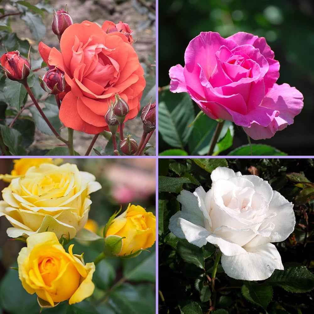Pack of 4 colour hybrid rose plant