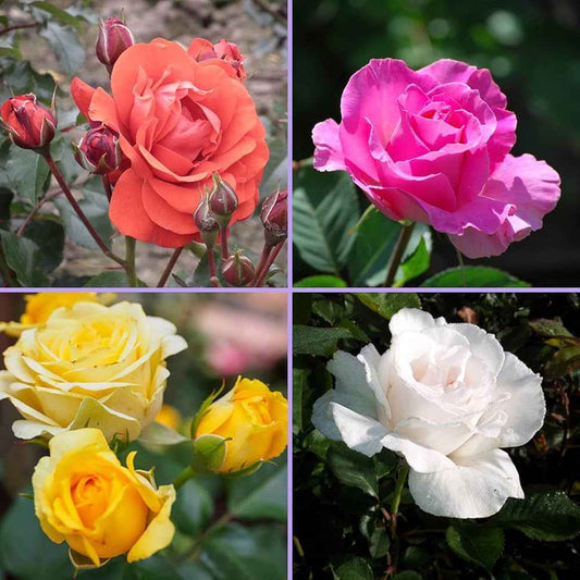 Pack of 4 colour hybrid rose plant