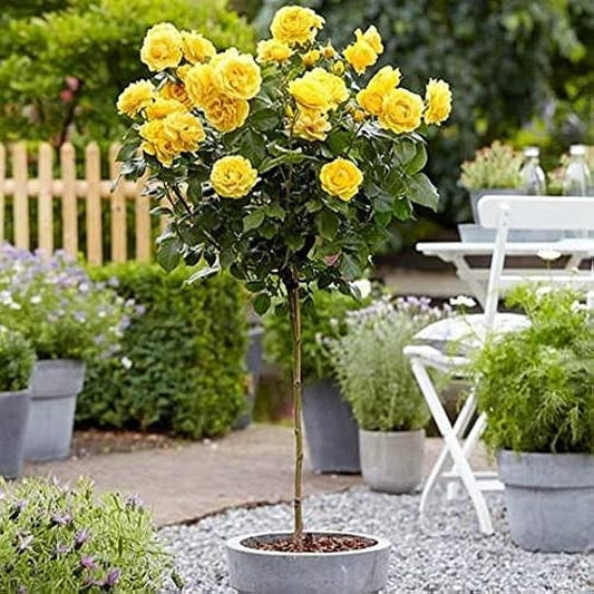 Hybrid Yellow Rose Flower  Plant - Naturemart.in