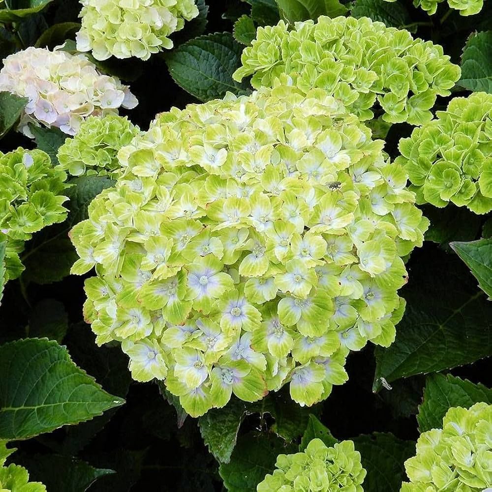 Hybrid Hydrengea Flowers Plant-Green - Naturemart.in