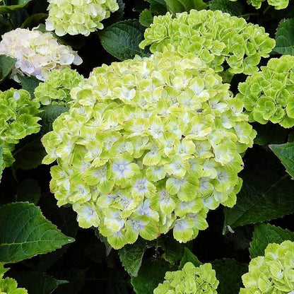 Hybrid Hydrengea Flowers Plant-Green - Naturemart.in