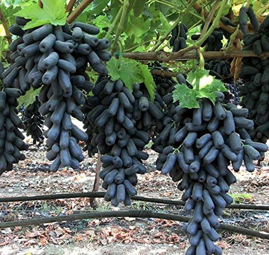 Exotic Black Grapes Fruit Plants - Naturemart.in