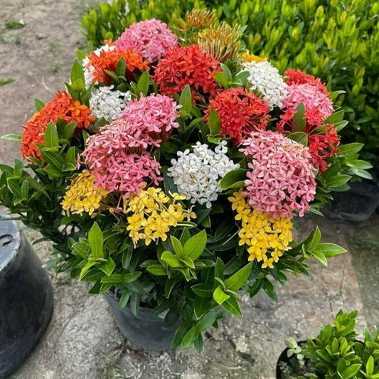 Multicolor Ixora Plant (Pack Of 1) In 4 Colour Ixora Plant (Multicolour) - Naturemart.in